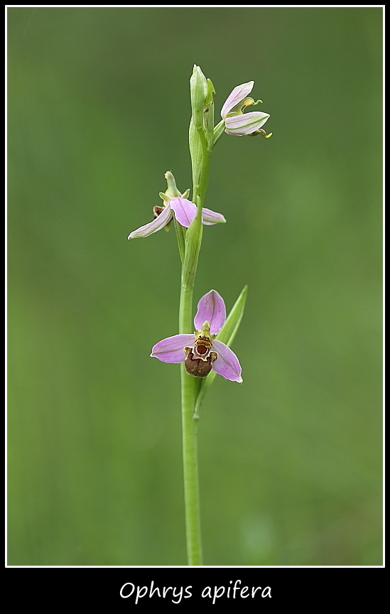 Orchidee dall''alto Friuli